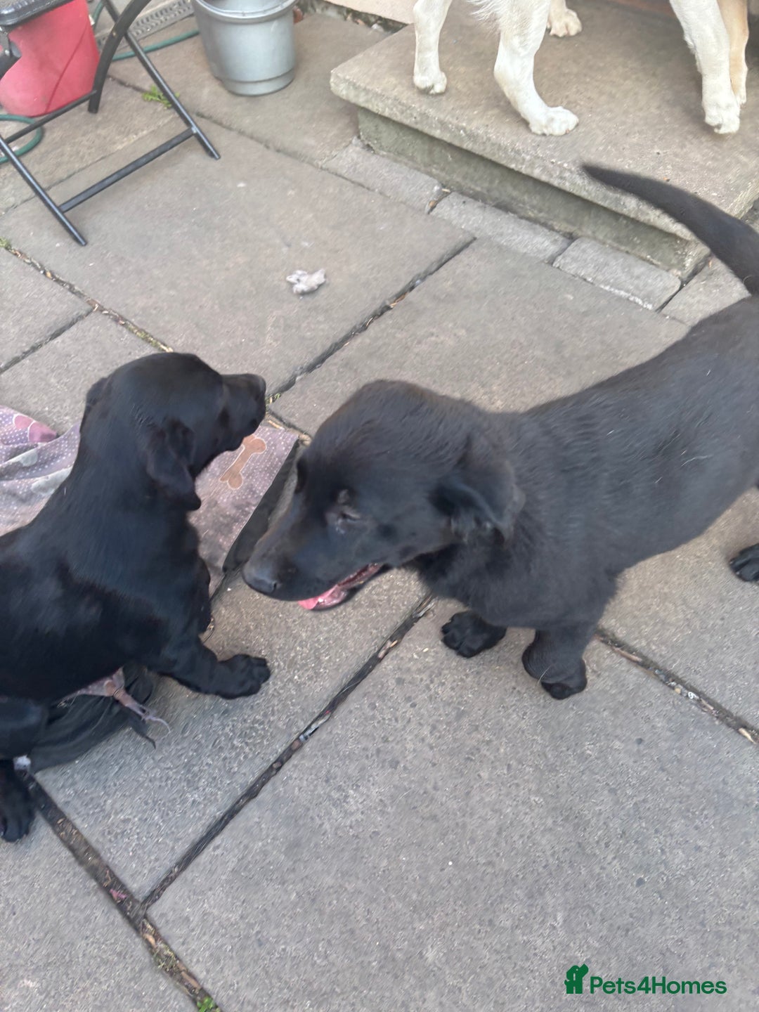 Mixed Breed dogs for sale: Last 3 Lovely Puppies looking forever home!! - Image 8