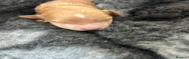 Cockapoo 4