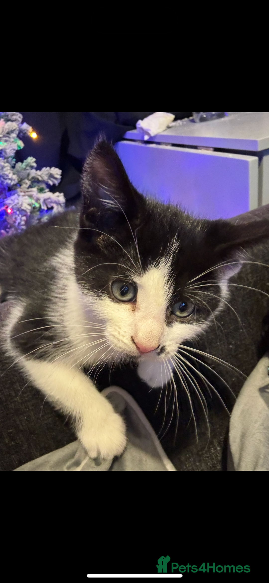 Mixed Breed cats for sale: 3 gorgeous kittens ready for there 5* home  - Advert 6