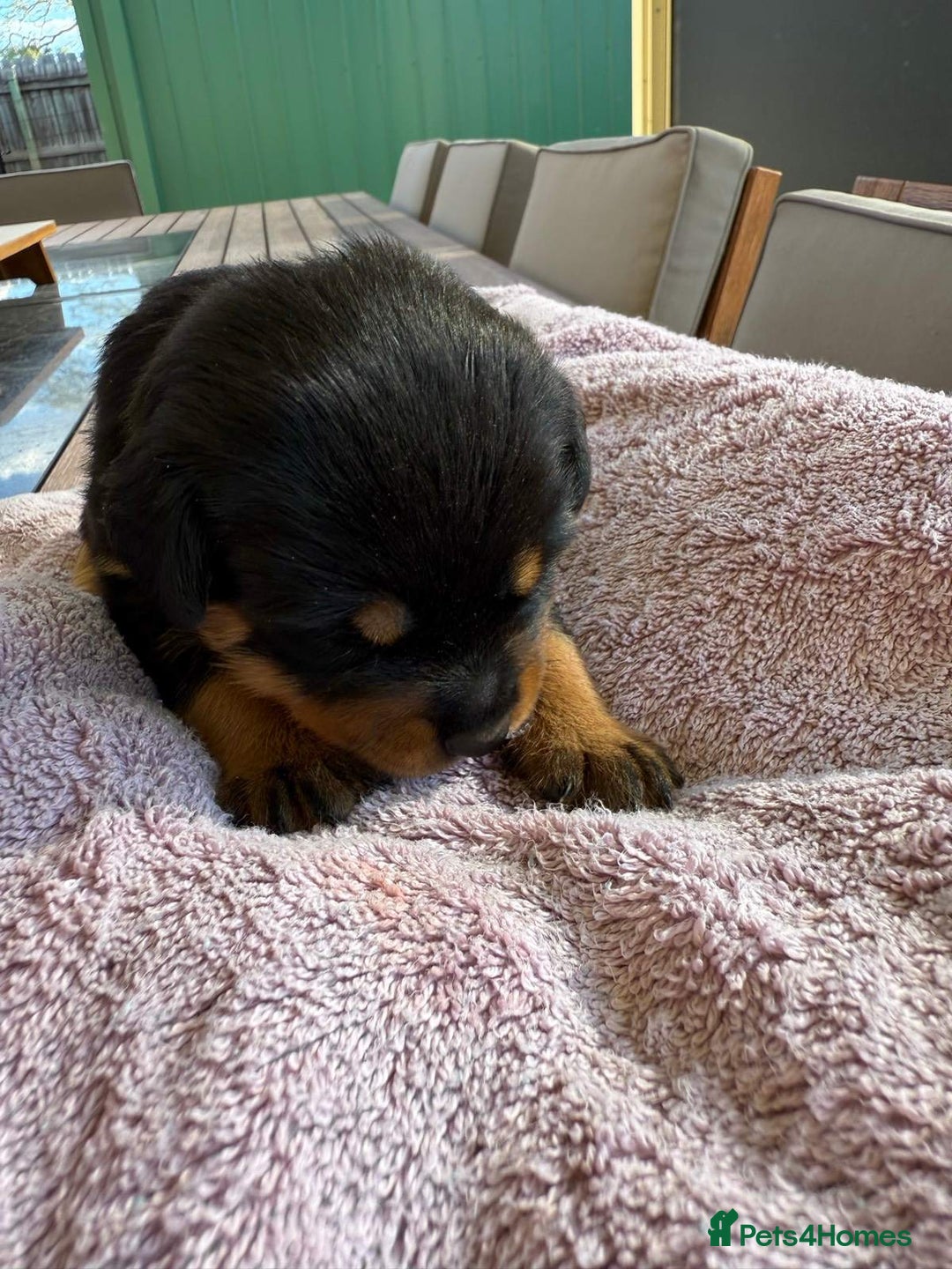 Rottweiler dogs for sale: Pure bred Rottweilers puppies - Image 3