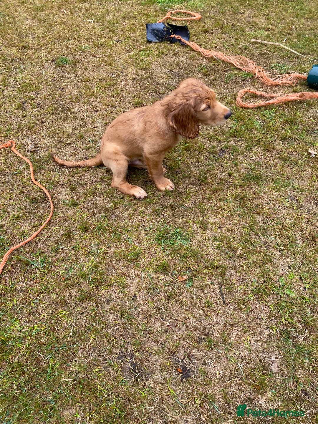 Cocker Spaniel dogs for sale: Stunning Working Cocker Spaniel Puppies - Image 7