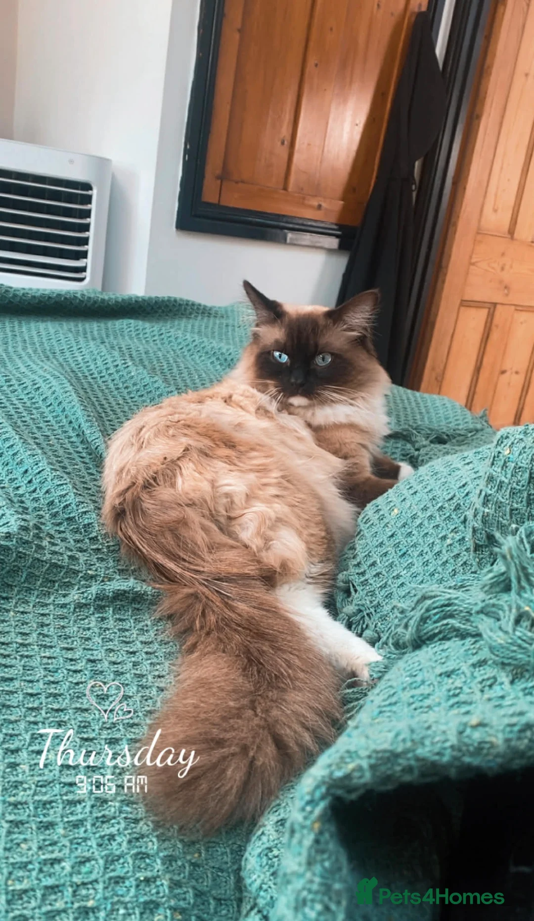 Ragdoll cats for sale: Beautiful 16 month male ragdoll in Eastleigh - Advert 1