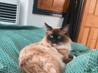 Ragdoll cats Beautiful 16 month male ragdoll - Advert 1