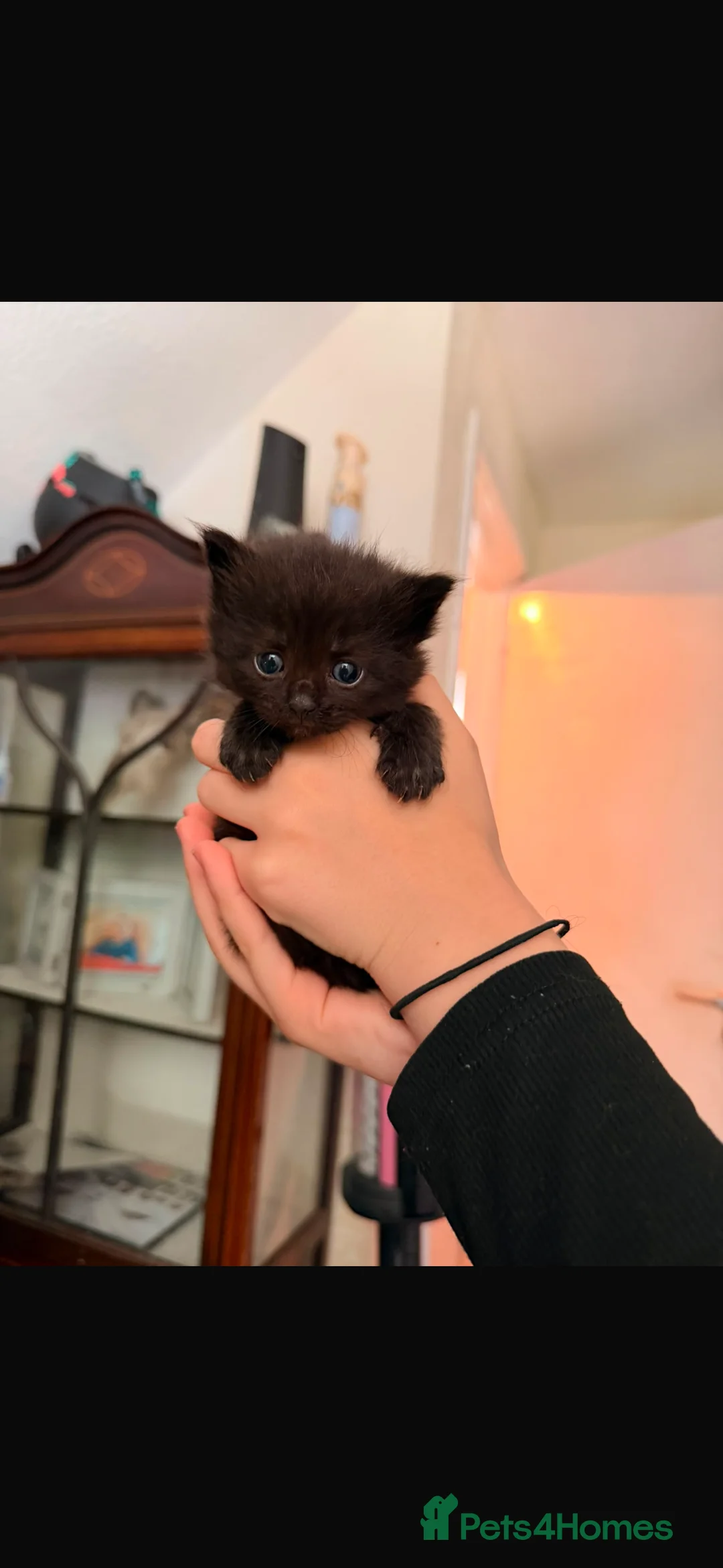 Mixed Breed cats for sale: Kittens - Advert 2