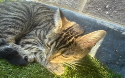 British Longhair cats for sale: Rocky 10 month old kitten - Image 5