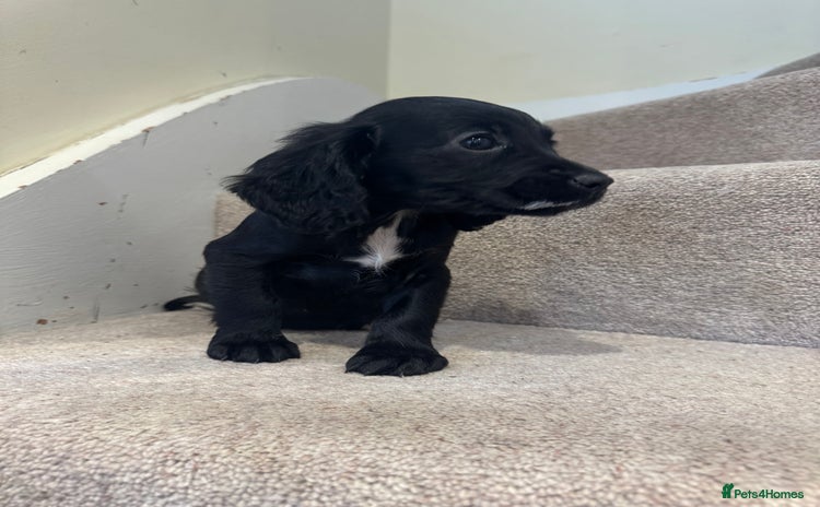 Cocker Spaniel dogs - Advert 3