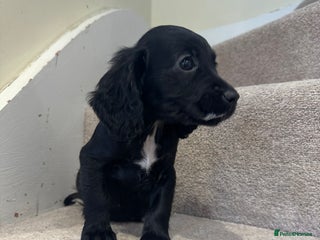 Cocker Spaniel dogs - Advert 2