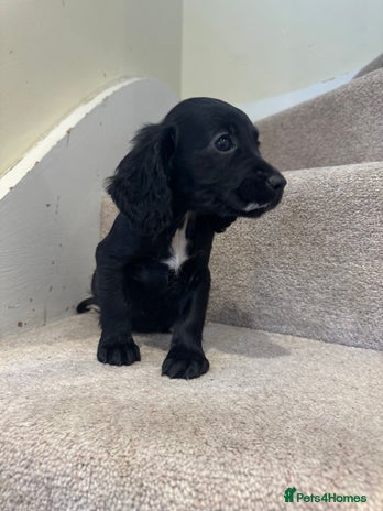 Cocker Spaniel dogs - Advert 3