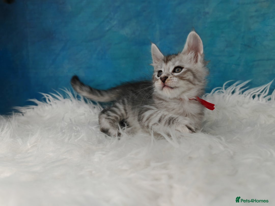 Maine Coon cats for sale: Shaded line Maine Coon kittens - Advert 21