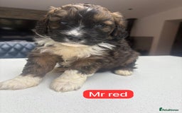 Mixed Breed dogs for sale: Outstanding Saint Bernadoodle Puppies  - Image 4