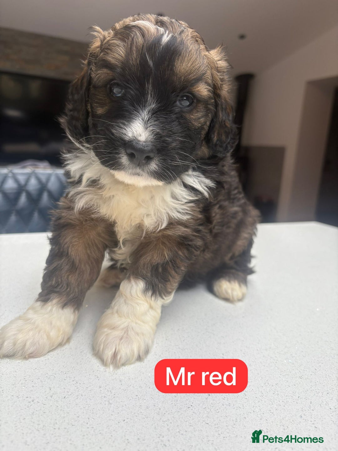 Mixed Breed dogs for sale: Outstanding Saint Bernadoodle Puppies  - Image 4