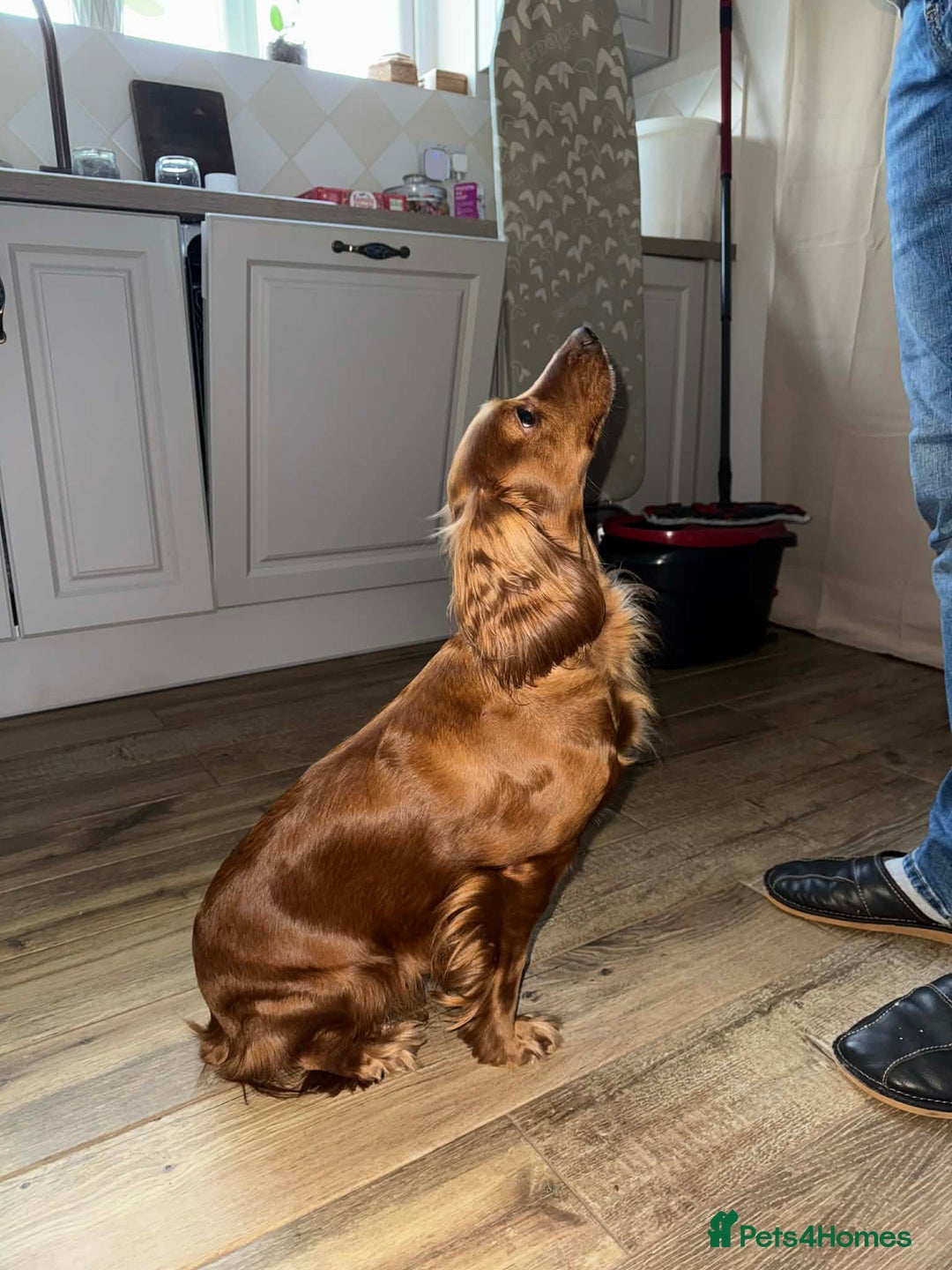 Cocker Spaniel dogs for sale: KC reg,Adorable,Golden Working CockerSpaniel Pupps - Advert 10