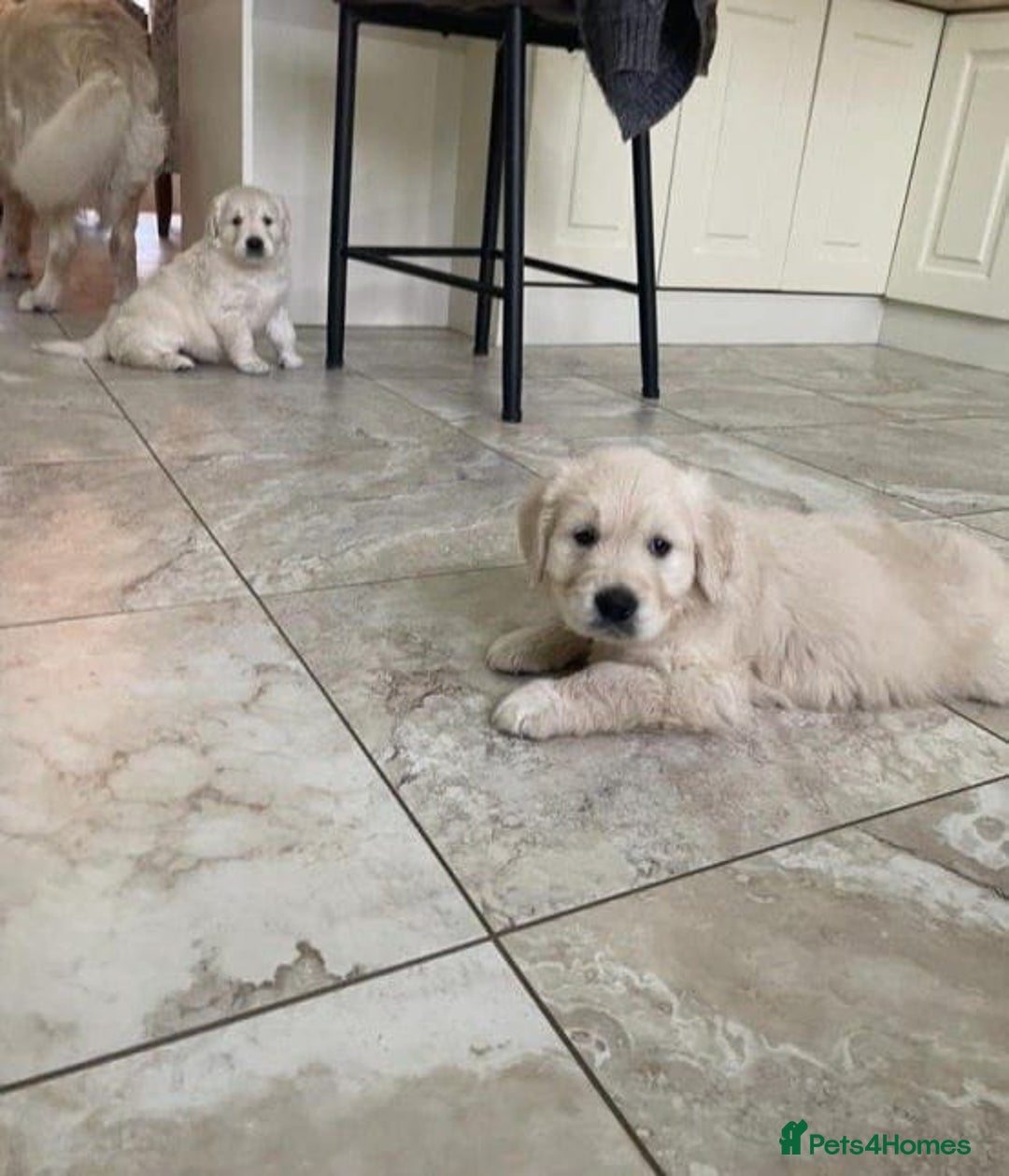 Golden Retriever dogs for sale: STUNNING PUPPIES AVAILABLE TODAY - Advert 2