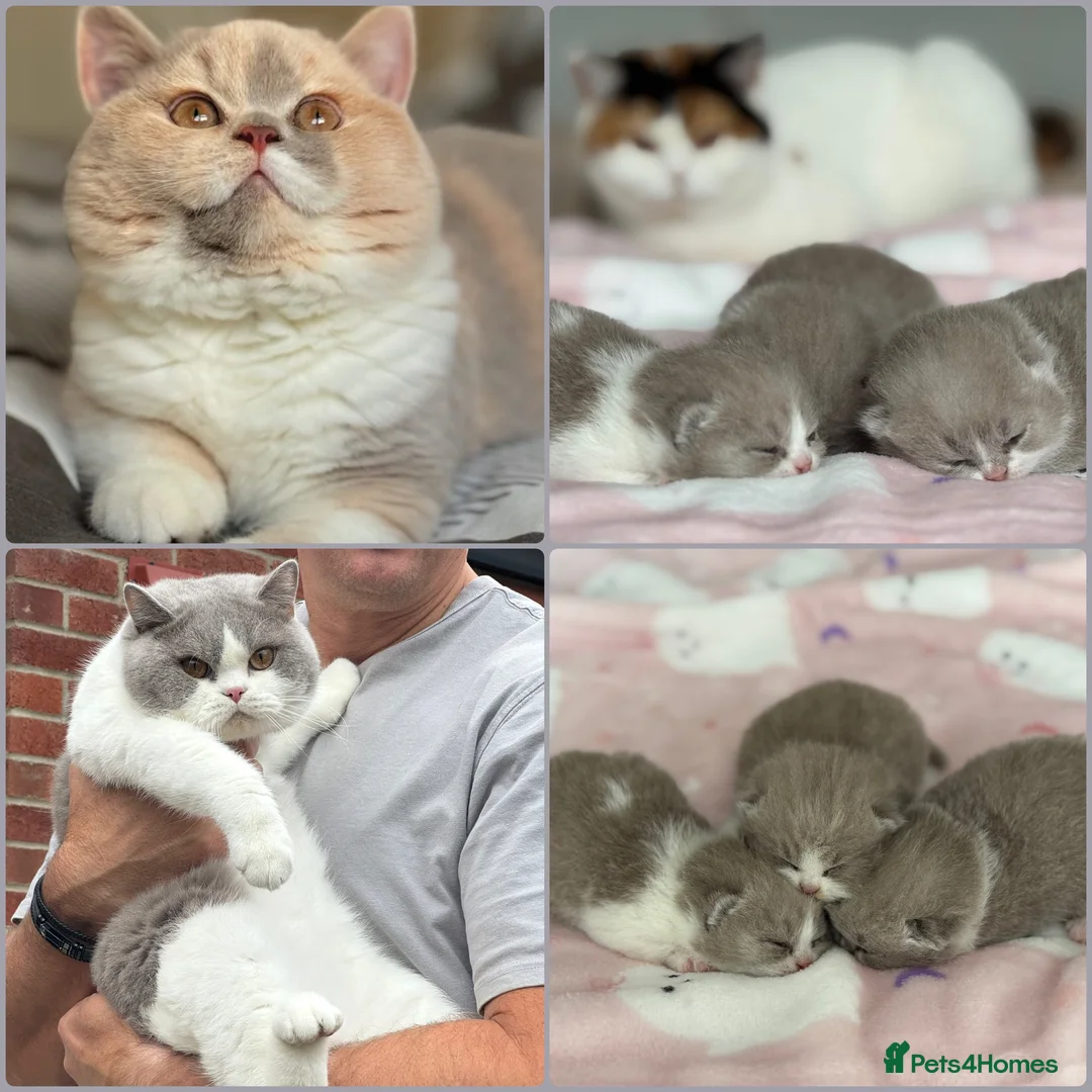 British Shorthair cats for sale: Lilac bi colours boys ready mid December ( TICA) - Advert 2