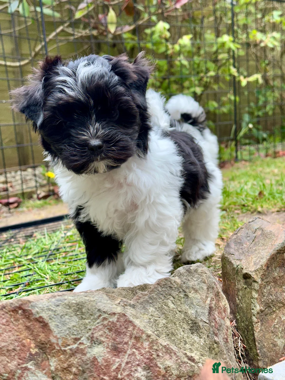 Yorkshire Terrier dogs for sale: Biewer Yorkshire Terrier Puppies 5⭐ Licensed - Advert 1