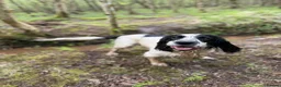 Sprocker dogs for stud: Sprocker for stud in Lauder - Advert 4