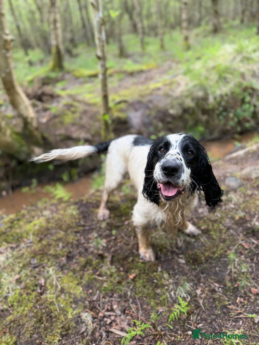 Sprocker dogs for stud: Sprocker for stud in Lauder - Advert 4