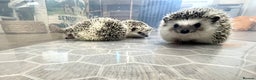 Pygmy Hedgehog rodents for sale: Young, Sweet, Friendly, African Pygmy Hedgehog's  - Advert 2