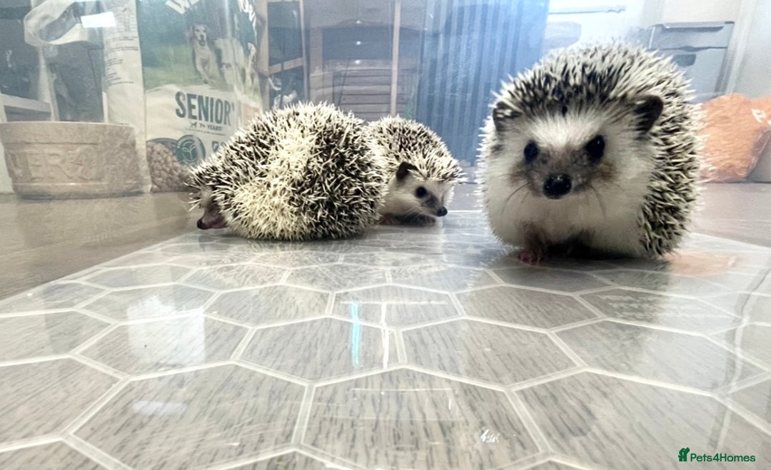 Pygmy Hedgehog rodents for sale: Young, Sweet, Friendly, African Pygmy Hedgehog's  - Advert 2