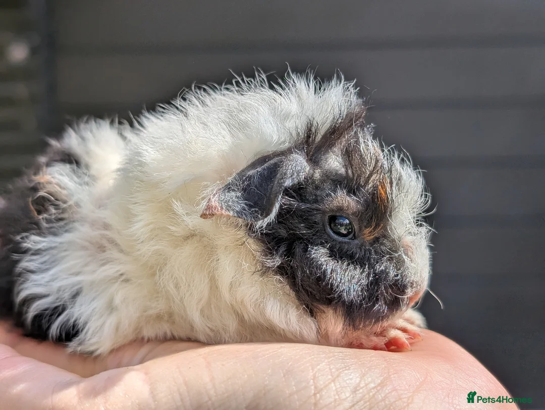 Guinea Pig rodents for sale: Gorgeous Gpig pups - Advert 1