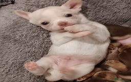 Chihuahua dogs for sale: Chihuhua pups - Image 20