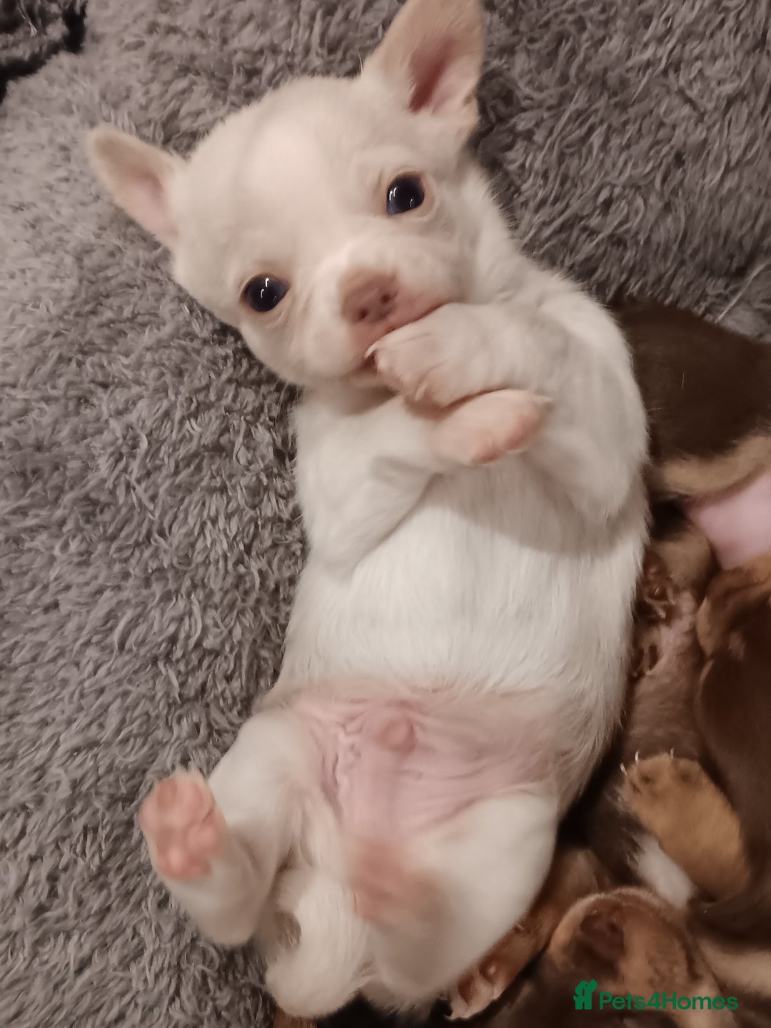 Chihuahua dogs for sale: Chihuhua pups - Image 20