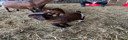 Goats livestock for sale: Boer goat kids - Advert 3