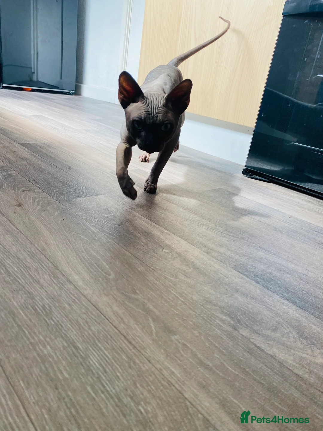 Sphynx cats for stud: Tica Registered Canadian Sphynx in Hull - Advert 18