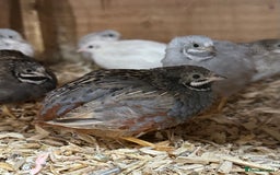 Quail poultry for sale: Chinese painted quail (button quail)  - Image 4