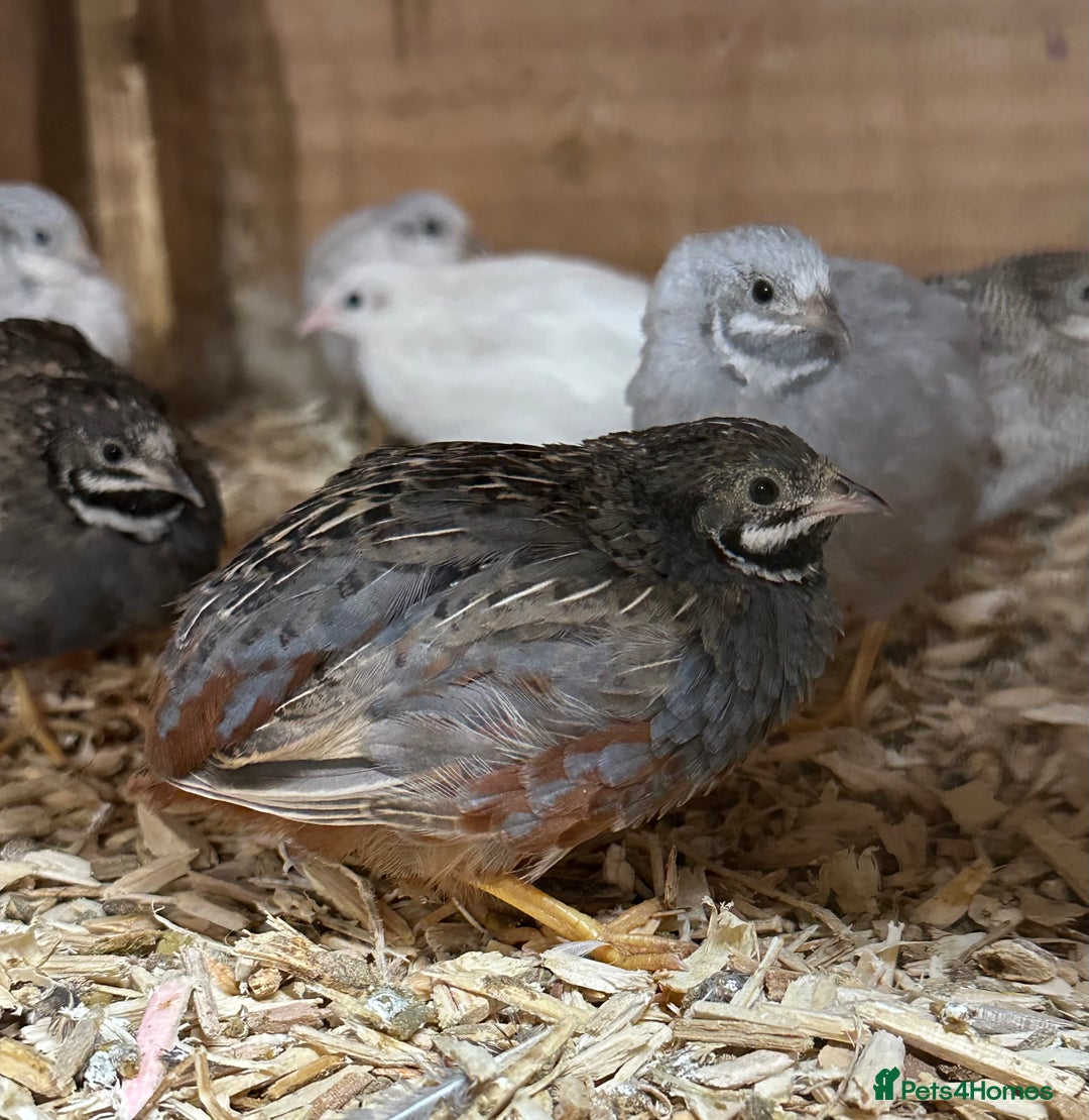 Quail poultry for sale: Chinese painted quail (button quail)  - Image 4