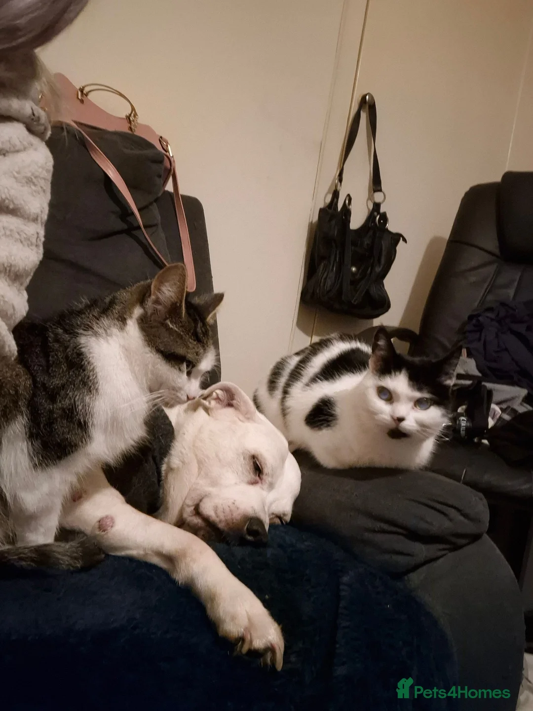 Mixed Breed cats for sale: Ralph and doja  - Advert 3