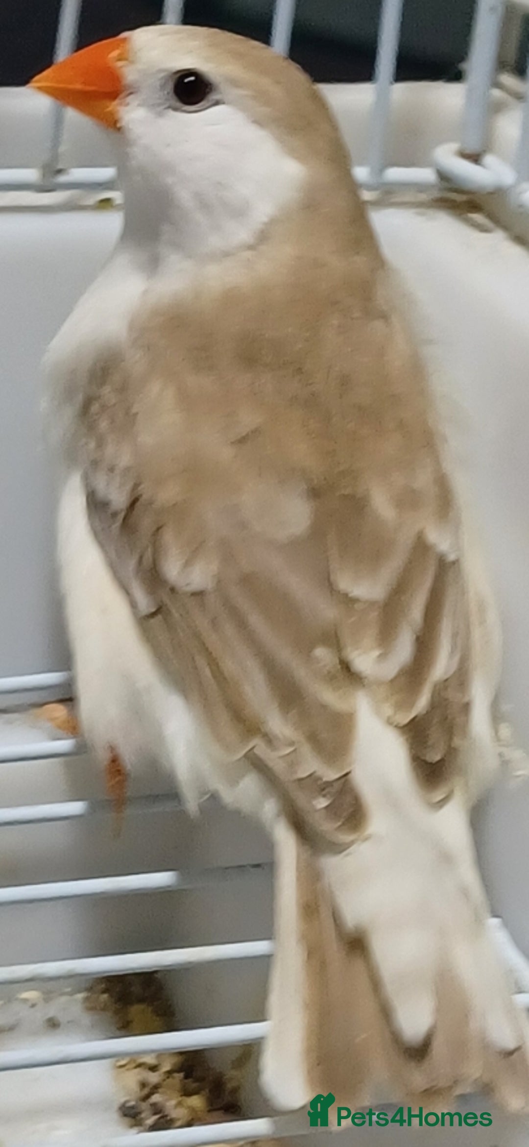 Finches birds for sale: PENGUIN ZEBRA FAWN PIED FINCHES  - Advert 6