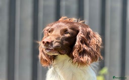 English Springer Spaniel dogs for stud: CHAMPIONSHIP WINNER 2025,ROSEBAY BLUE,HEALTHTESTED in Bristol - Image 4