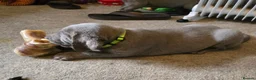 Mixed Breed dogs for sale: Weimaraner cross in Tonypandy - Advert 16