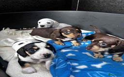Miniature Dachshund dogs for stud: Smooth Cream Piebald for Stud  in Motherwell - Image 15