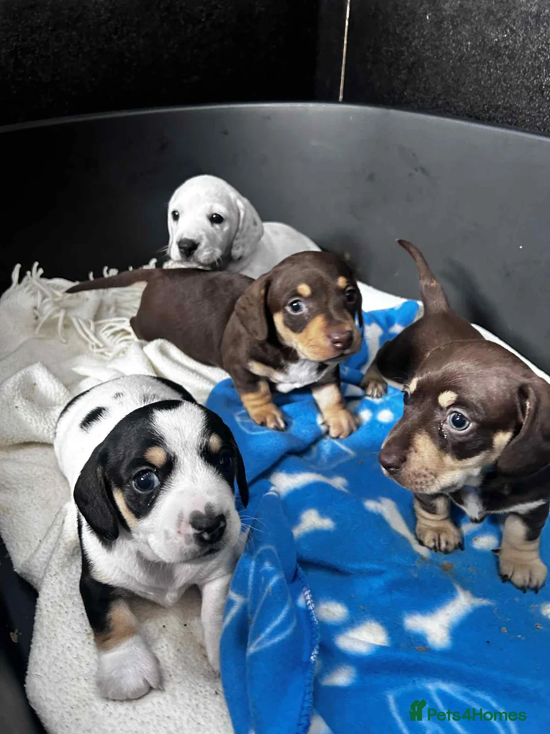 Miniature Dachshund dogs for stud: Smooth Cream Piebald for Stud  in Motherwell - Advert 14