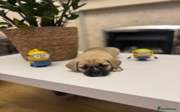 Mixed Breed dogs for sale: Beautiful French Bulldog x Shih Tzu Pups  - Image 3