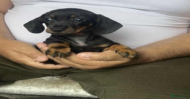 Miniature Dachshund dogs - Advert 15