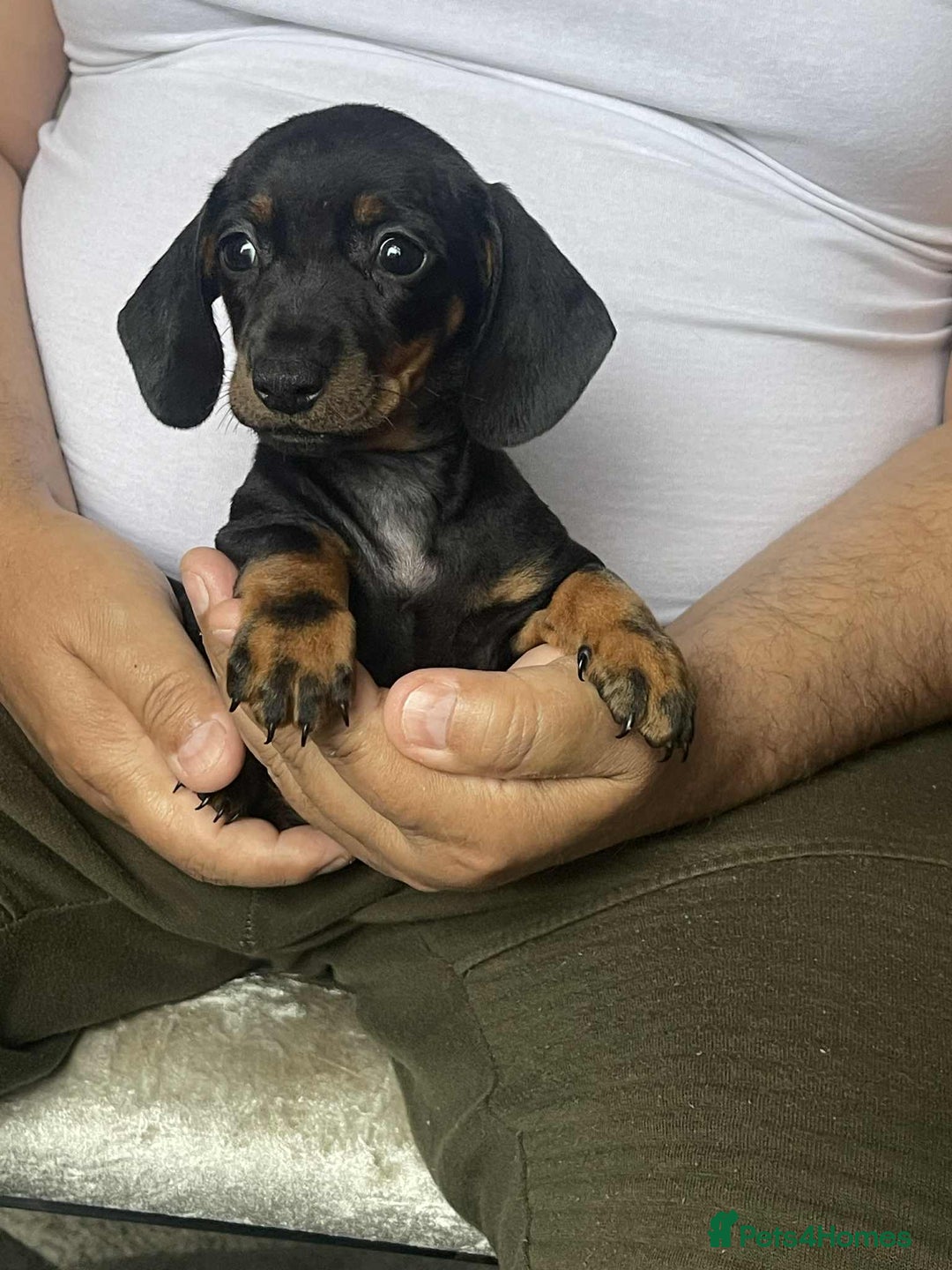Miniature Dachshund dogs for sale: Miniature Dachshund Puppies - Image 3