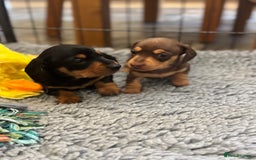 Miniature Dachshund dogs for sale: Gorgeous KC reg miniature Dachshund puppies  - Image 22