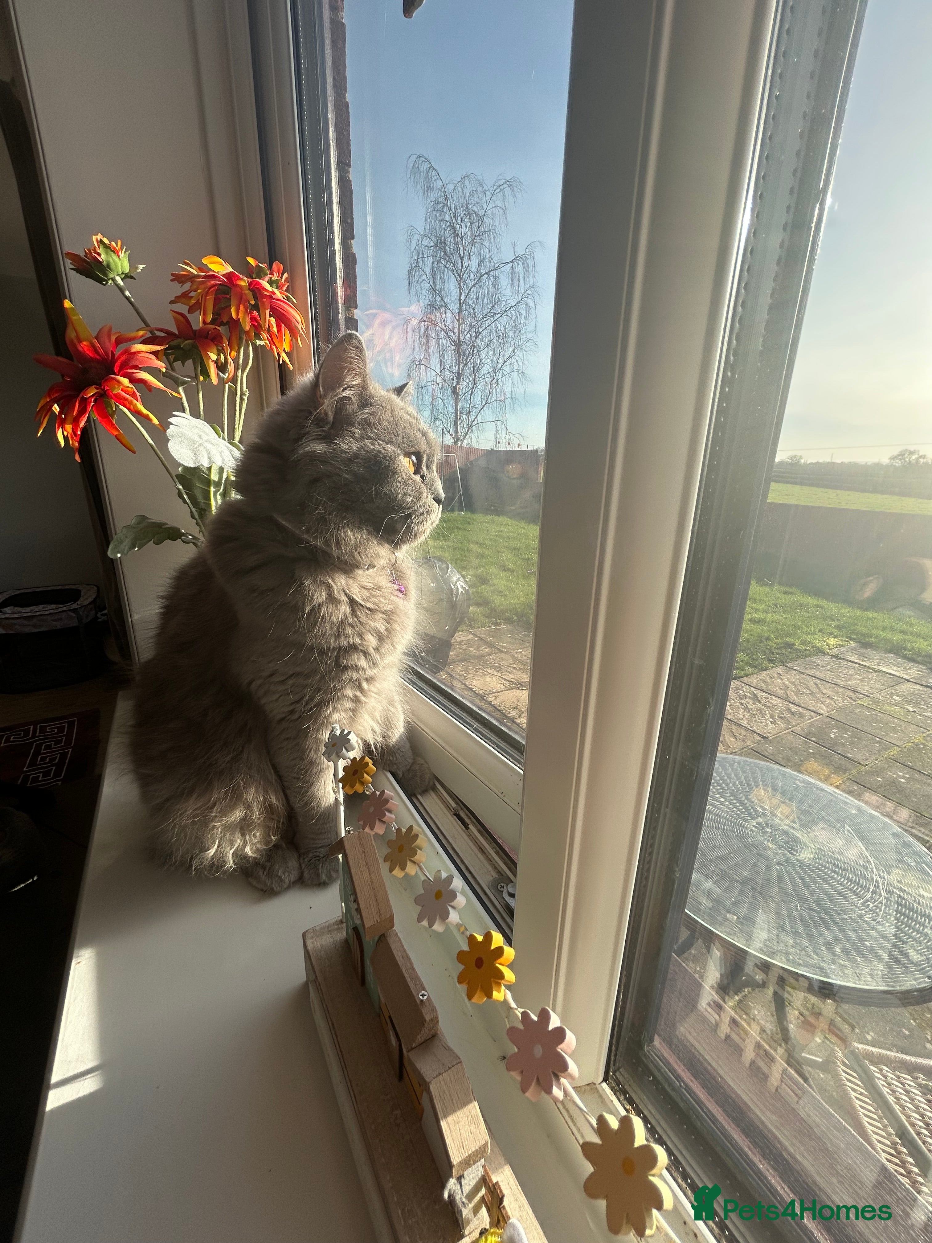 British Shorthair cats Female British Shorthair 😻 - Advert 4