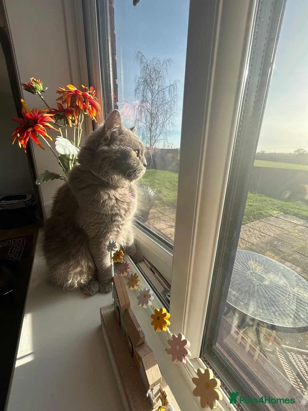 British Shorthair cats for sale: Female British Shorthair 😻 - Advert 1