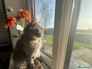 British Shorthair cats Female British Shorthair 😻 - Advert 4