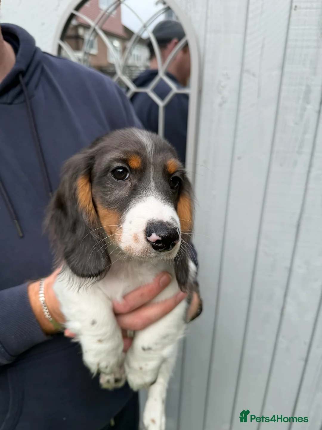 Miniature Dachshund dogs for sale: Miniature dachshunds puppies long and short coats - Advert 1