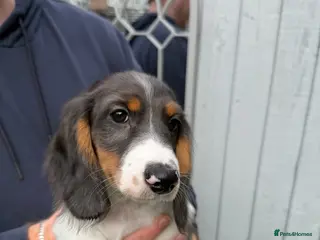 Miniature Dachshund dogs Miniature dachshunds puppies long and short coats - Advert 3