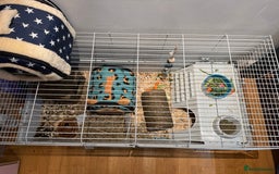 Guinea Pig rodents for sale: 2 baby 12 week male Guinea Pigs + Cage - Image 6