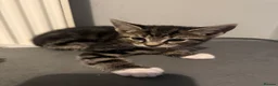 Mixed Breed cats for sale: Kittens for sale - Advert 3