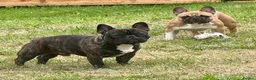 French Bulldog dogs for stud: Standard red brindle stud  - Advert 8