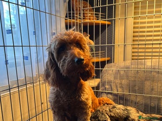 Cockapoo dogs 5 beautiful cockapoo puppies for sale - Advert 1