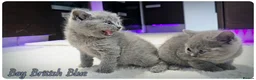 British Shorthair cats for sale: Pure British Blue Shorthair Kittens - Advert 5